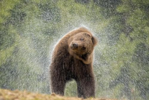 Brown Bear Brown bear shakes water out of its fur