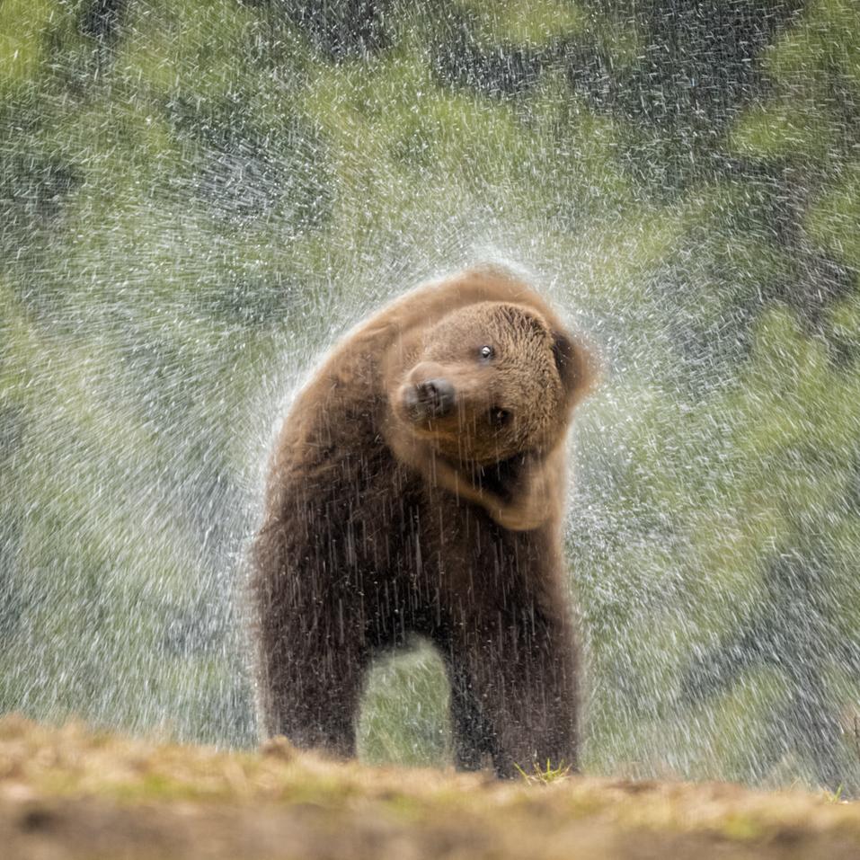 Ein Bär schüttelt sich, so dass das Wasser aus seinem nassen Pelz spritzt.