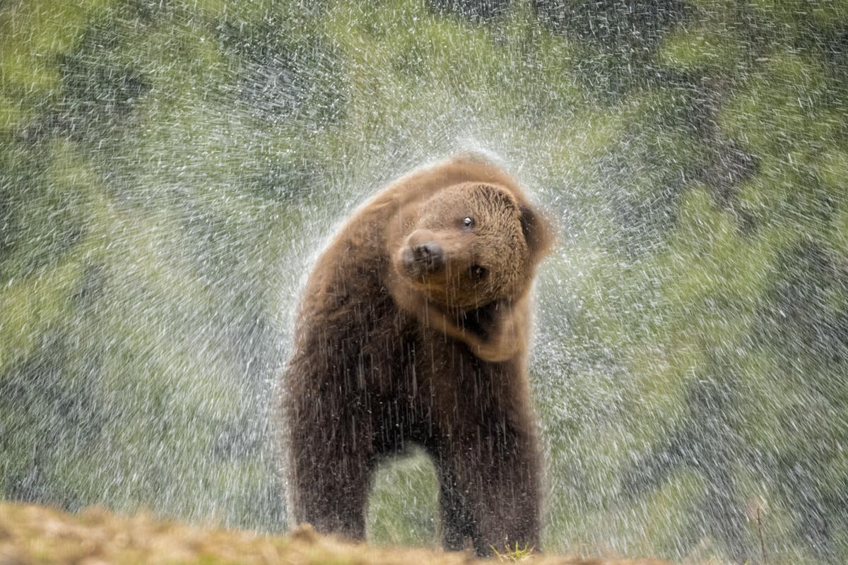 Brown bear shakes water out of its fur