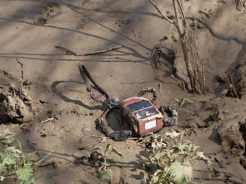 GPS transmitter of a shot vulture