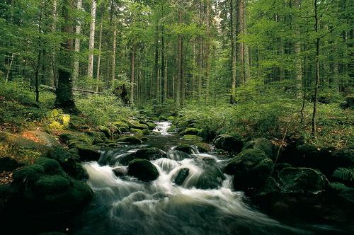 Der Bach Kleine Ohe im Bayerischen Wald
