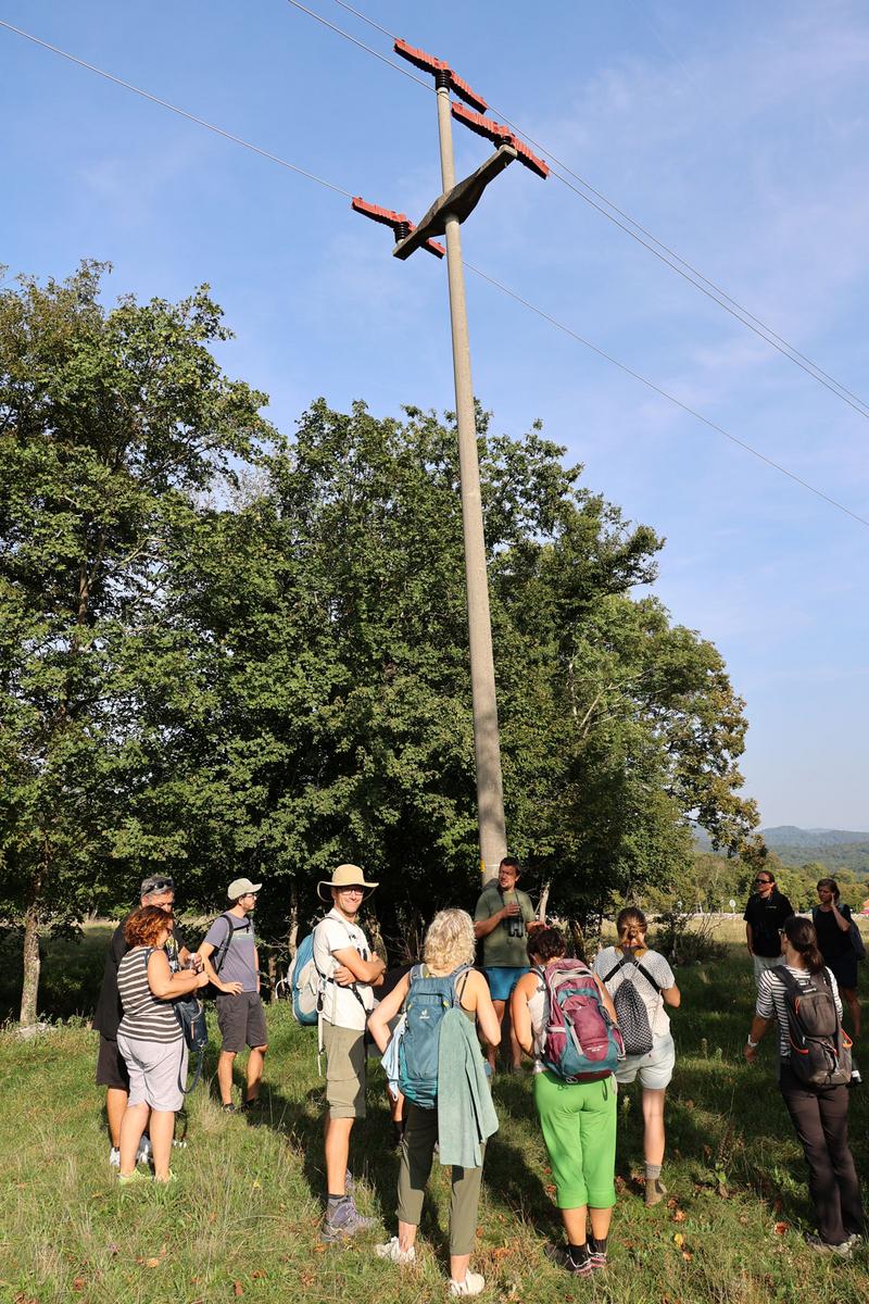 vogelsicherer Strommast in Slowenien
