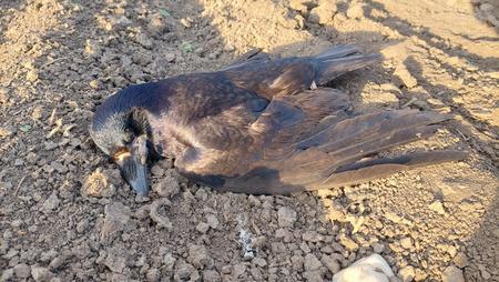 dead rook in Serbia