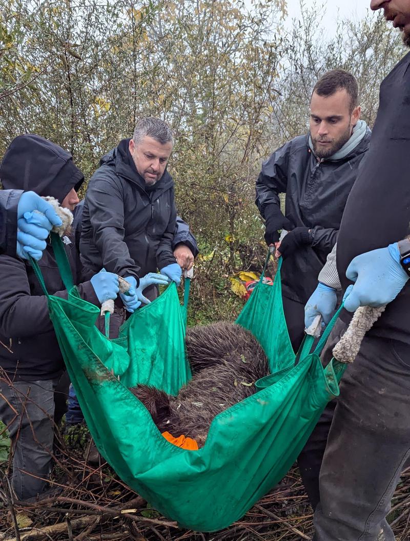 Rettung von Bärin Bora Bärenschützer tragen eine betäubte Bärin