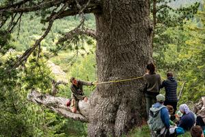 Martin Mikoláš is sitting on a thick branch of an ancient Bosnian pine and is holding the tape measure.