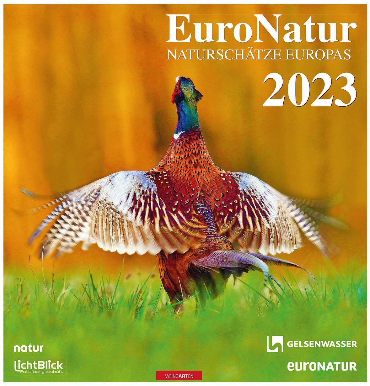 Common pheasant on the cover of the calendar