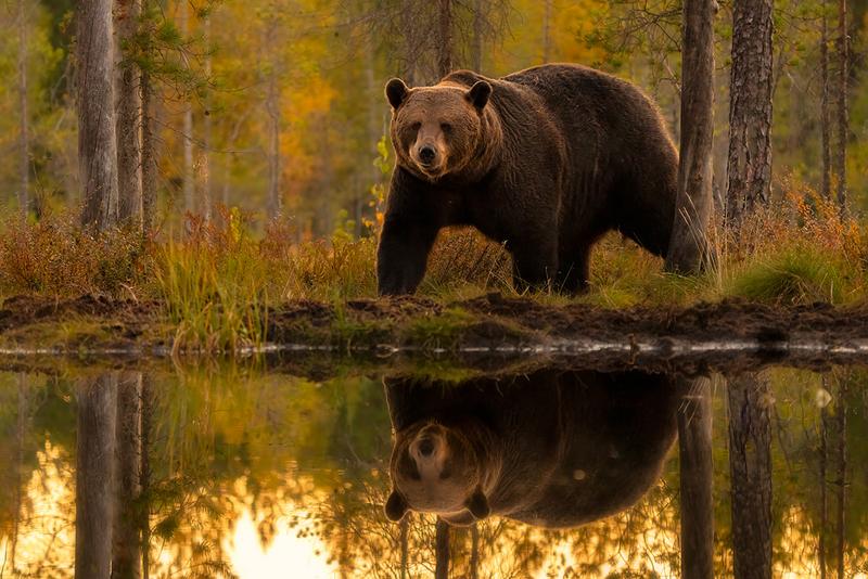 5. Preis Fotowettbewerb 2026 Braunbär spiegelt sich im See