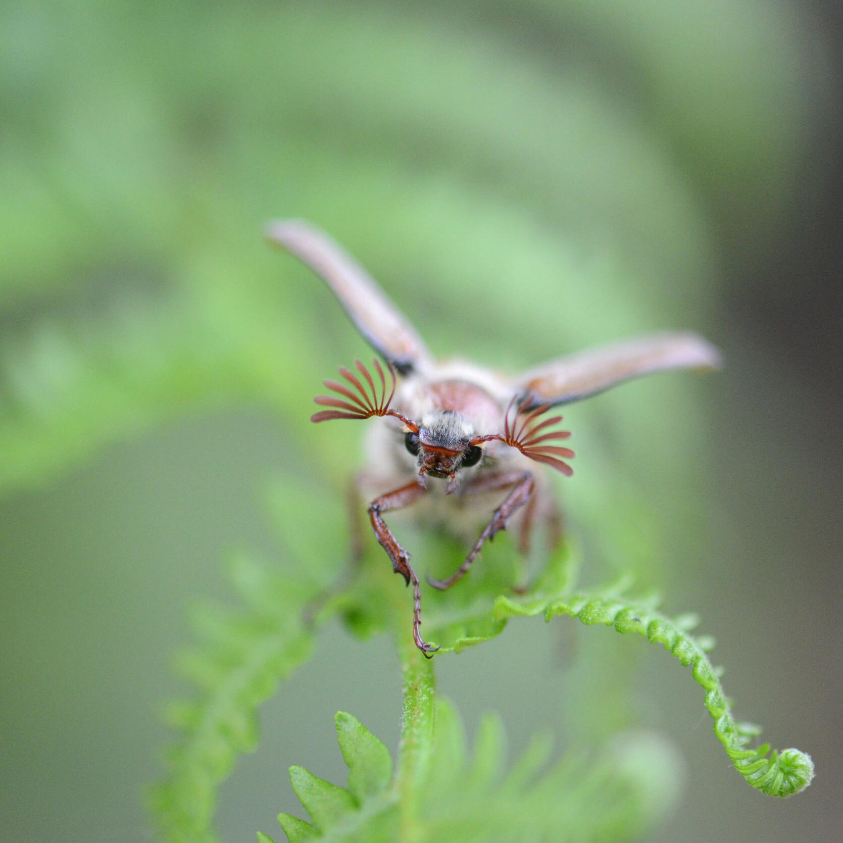 Ein Maikäfer im Flug von vorne über einem Farnblatt