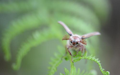 A cockchafer in flight head-on over a fern leaf