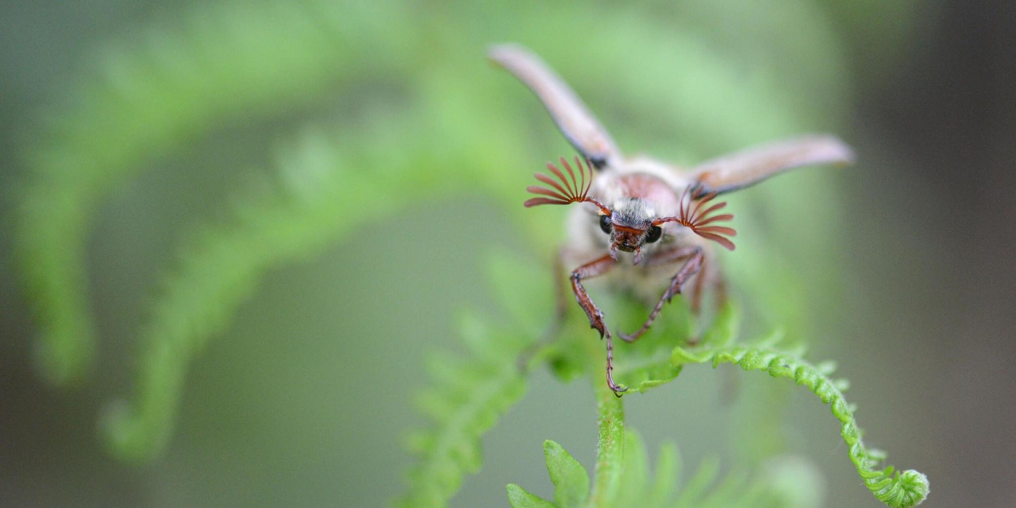 Ein Maikäfer im Flug von vorne über einem Farnblatt