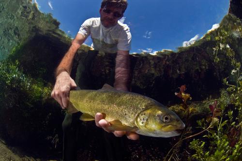 Softmouth trout (Salmo obtusirostris)