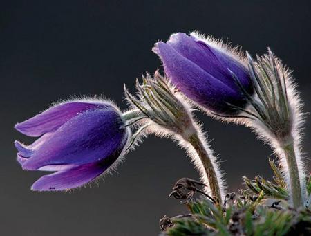 pasque flower