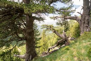 An old Bosnian pine on a mountainside in Montenegro