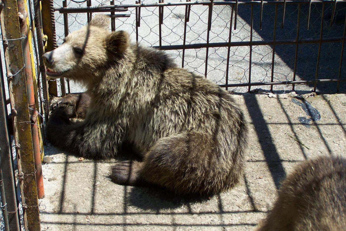 Albanian Brown Bear in a cage