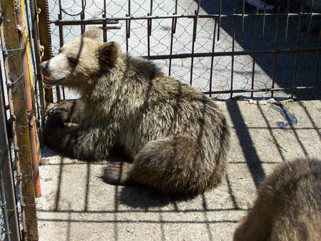 Bear in a cage