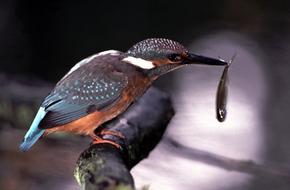 A kingfisher is perched on a branch and holds a fish in its beak.