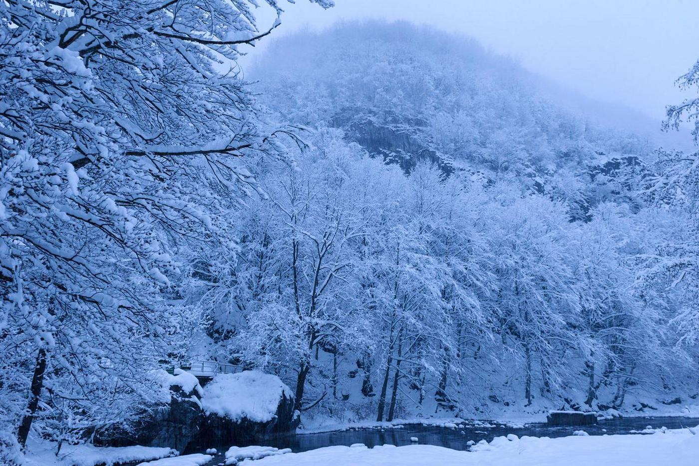 Forest in winter