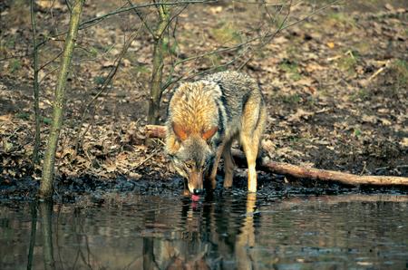 Wolf beim Trinken