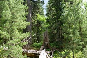 Dead trees, some of which are still standing and some of which have already fallen over.