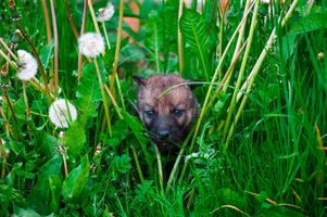 Wolf cub in a meadow