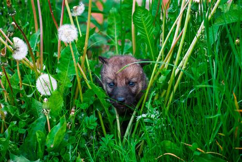 Kleiner Wolf in einer Wiese mit Pusteblumen