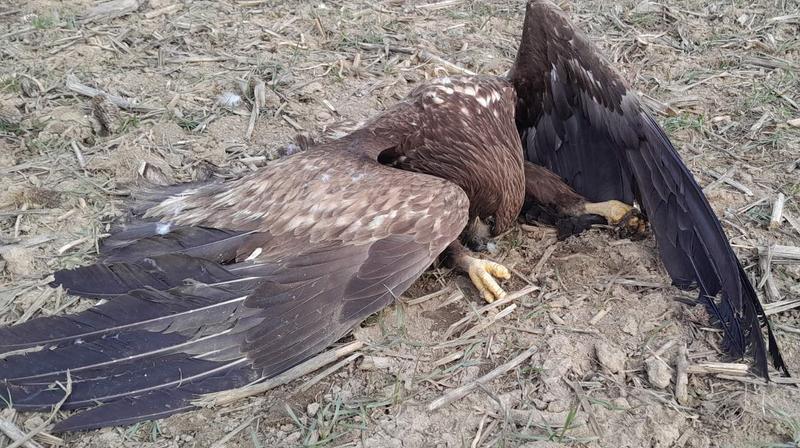 white-tailed eagle in Serbia