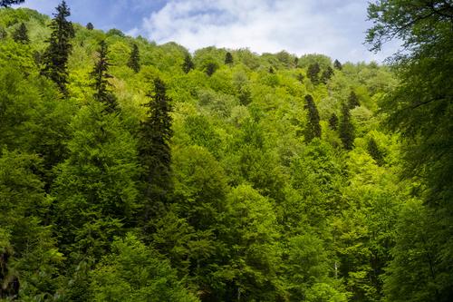 Mountain slope in the Carpathians with primeval forest