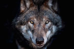 Wolf face