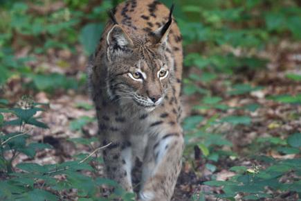 Balkan Lynx on the prowl