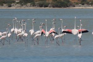 A group of flamingos stalk through the Narta Lagoon with their heads held high.
