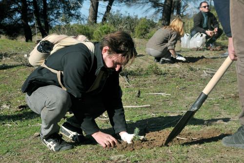 Man plants small tree