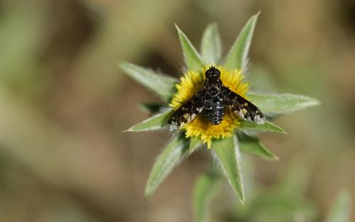 Fly on a blossom