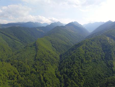 Pristine forests in the Romanian Carpathians