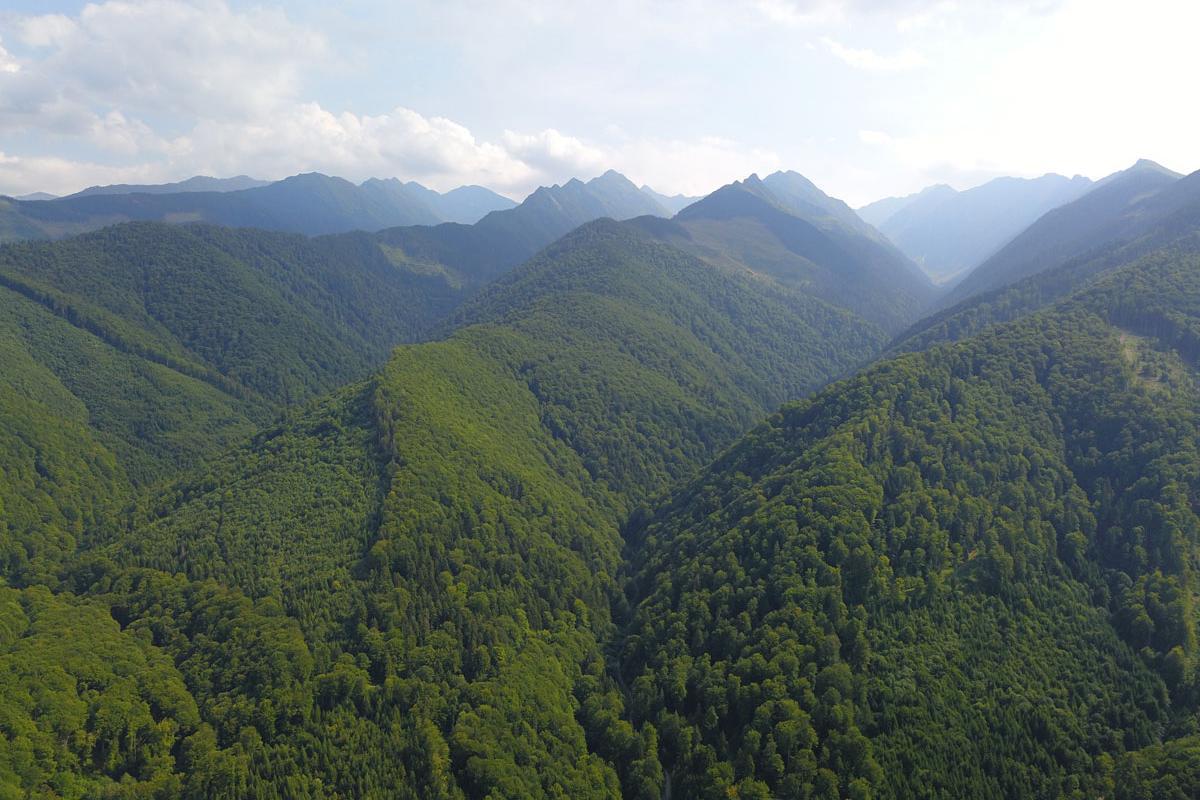 Nearly untouched forests in the Romanian Carpathians