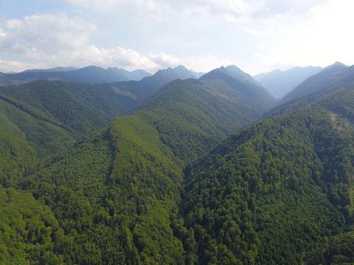 Pristine forests in the Romanian Carpathians