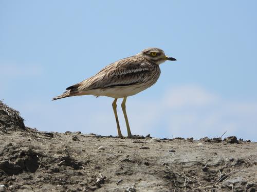 stone curlew in front of blue heaven