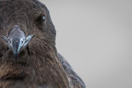 Portrait of a skua