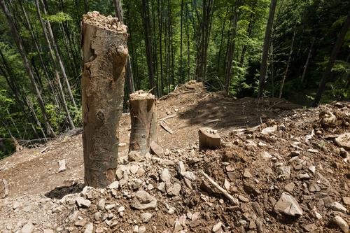 Snags of cut-down trees in a Romanian forest