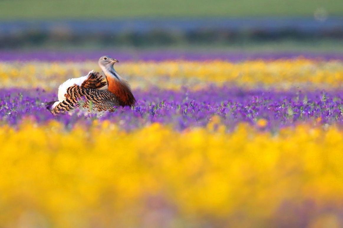 Großtrappe Großtrappe in buntem Blumenmeer