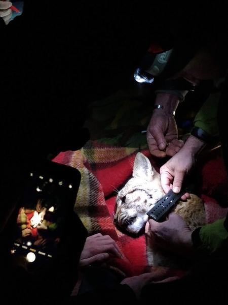 Female lynx being measured and examined by biologists