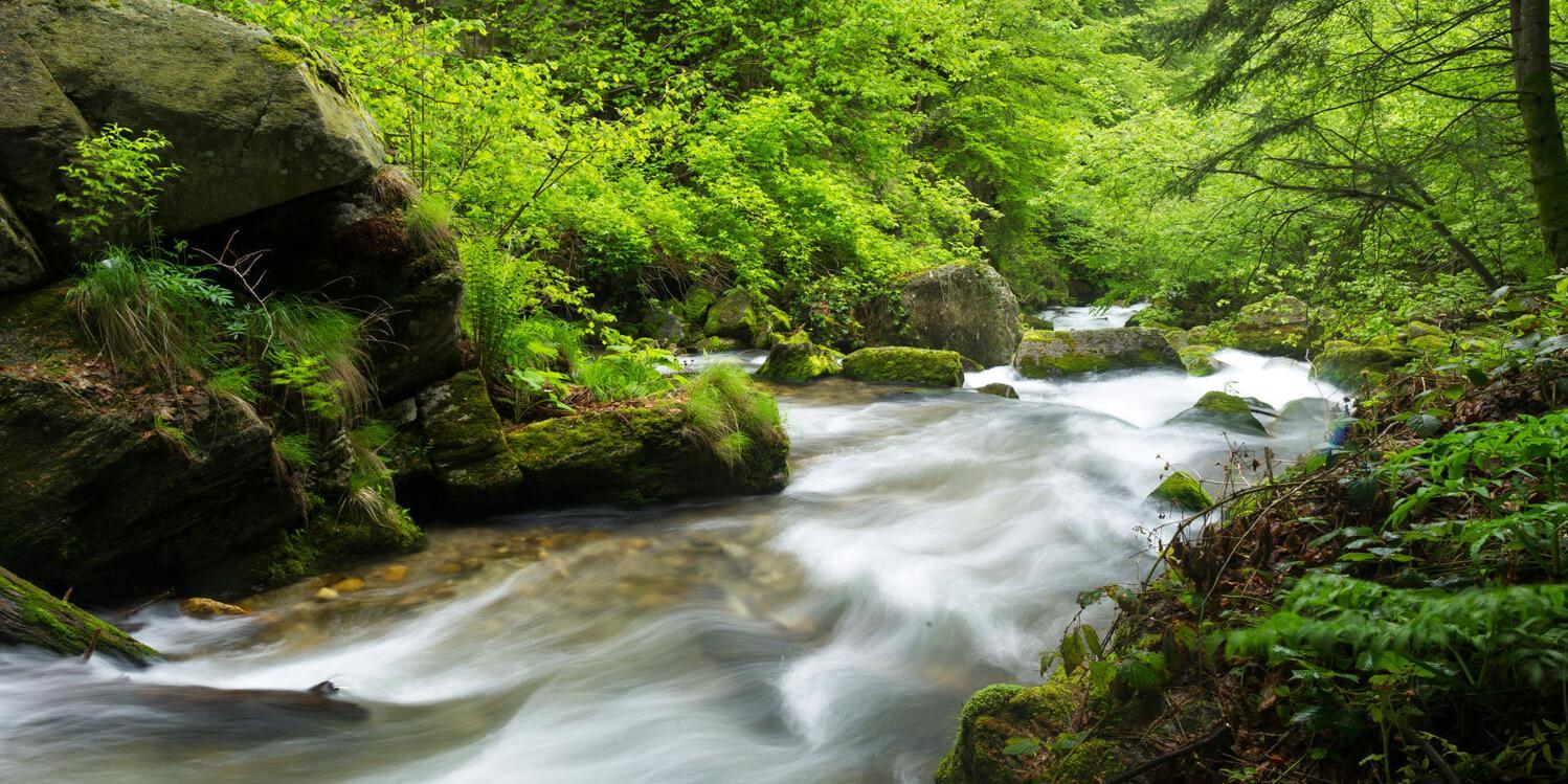 Wildfluss in einem Wald