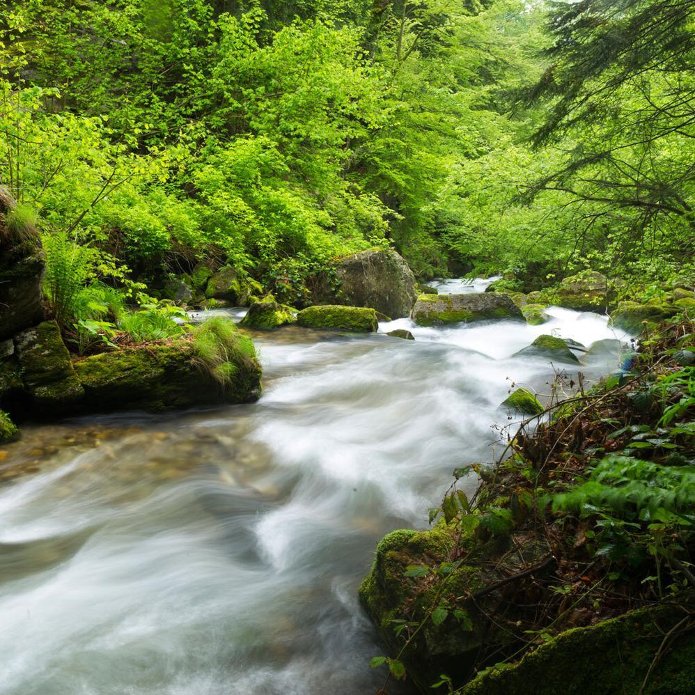 Wildfluss in einem Wald