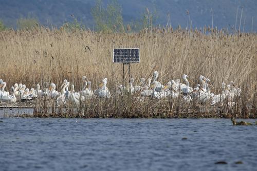 Dalmatian pelicans breeding in the reeds.