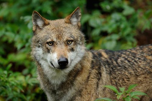 Wolf in a forest