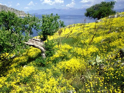Leuchtend gelb blühender Hang mit Blick auf den Prespa-See