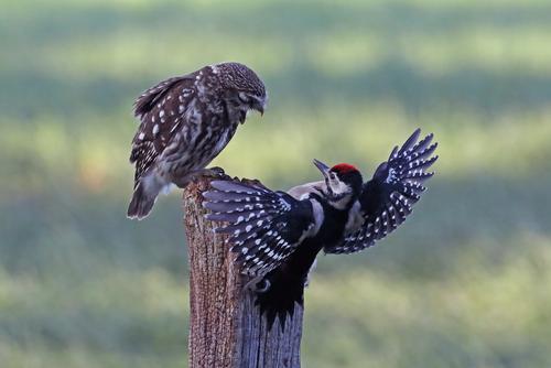 Taken Little Owl & Woodpecker