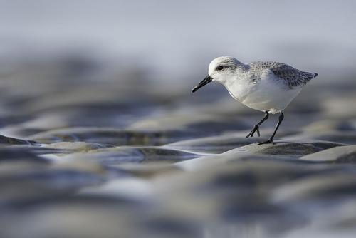 Sanderling im Watt