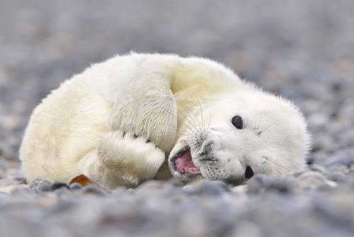 © Kevin Prönnecke baby seal