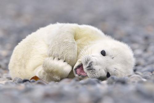 baby seal