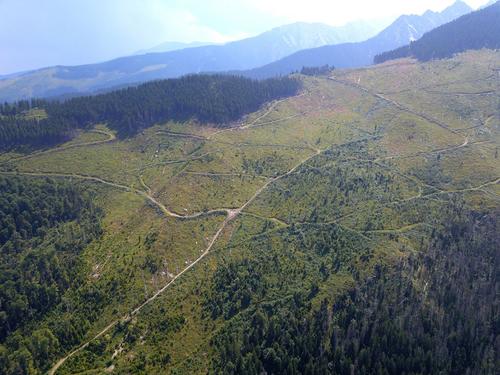 Abholzung im Fagaras-Gebirge, rumänische Karpaten
